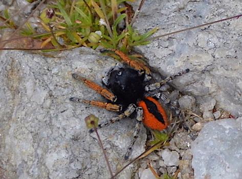 Réf. 231 450 : Philaeus chrysops